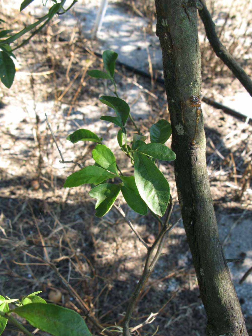             Shade leaves (Winter Haven, FL)       